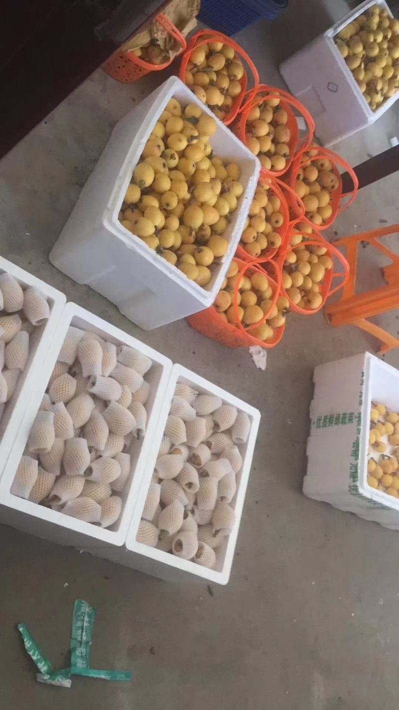 白沙枇杷