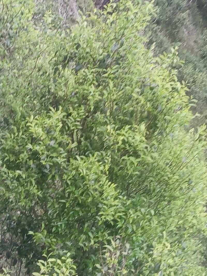 园地单珠茶，数量有限