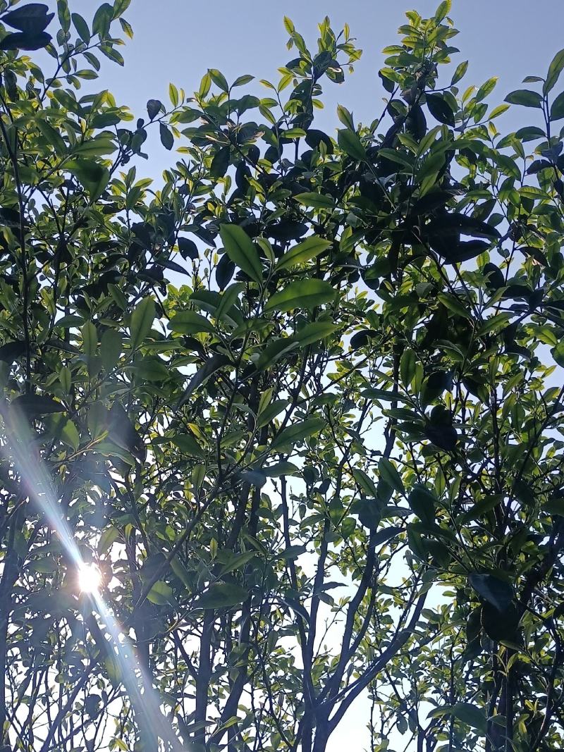 园地单珠茶，数量有限