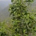 【一件代发】普洱茶，自家茶山上甘醇古树茶，自然留香