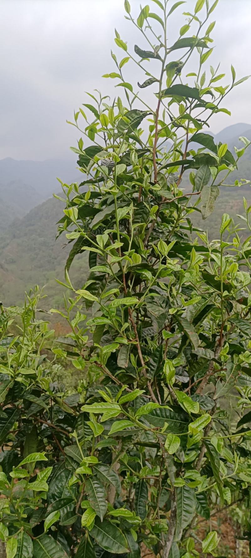 【一件代发】普洱茶，自家茶山上甘醇古树茶，自然留香