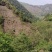 【一件代发】普洱茶，自家茶山上甘醇古树茶，自然留香