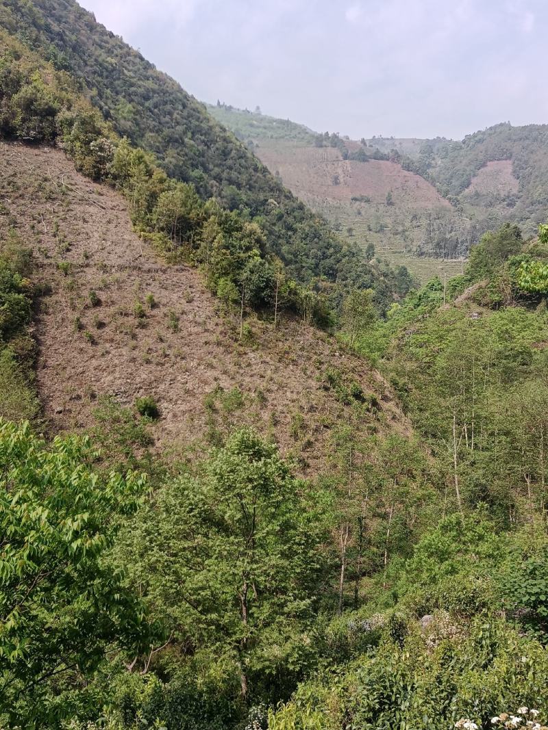 【一件代发】普洱茶，自家茶山上甘醇古树茶，自然留香
