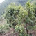【一件代发】普洱茶，自家茶山上甘醇古树茶，自然留香
