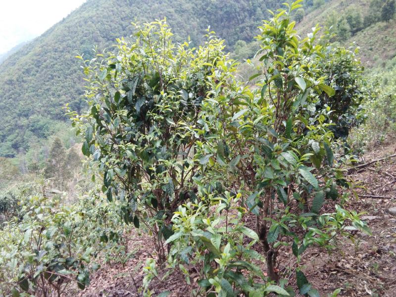 【一件代发】普洱茶，自家茶山上甘醇古树茶，自然留香