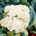 精品青梗白面有机花菜,花白根平无黑点,价格合理,全国代发