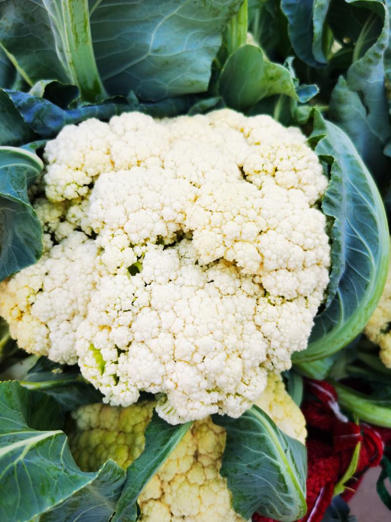精品青梗白面有机花菜，花白根平无黑点，价格合理，全国代发
