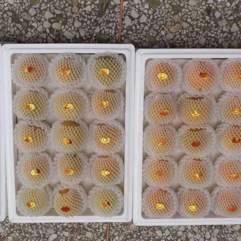 陕西大黄杏金太阳丰园红凯特贵妃杏电商代发