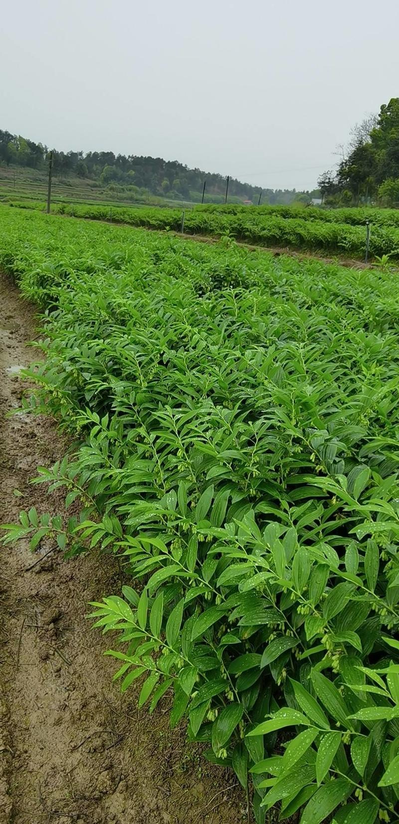 玉竹大量供应贵州产地直销质量有保证货源充足量大价优