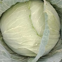 莲花白大量出售了