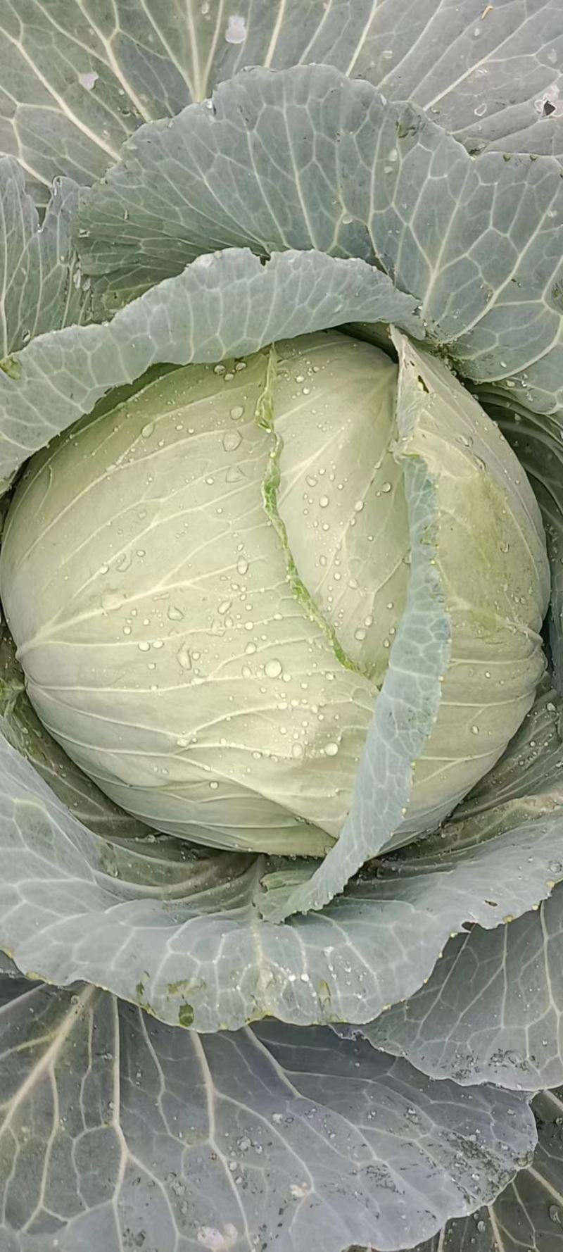 莲花白大量出售了