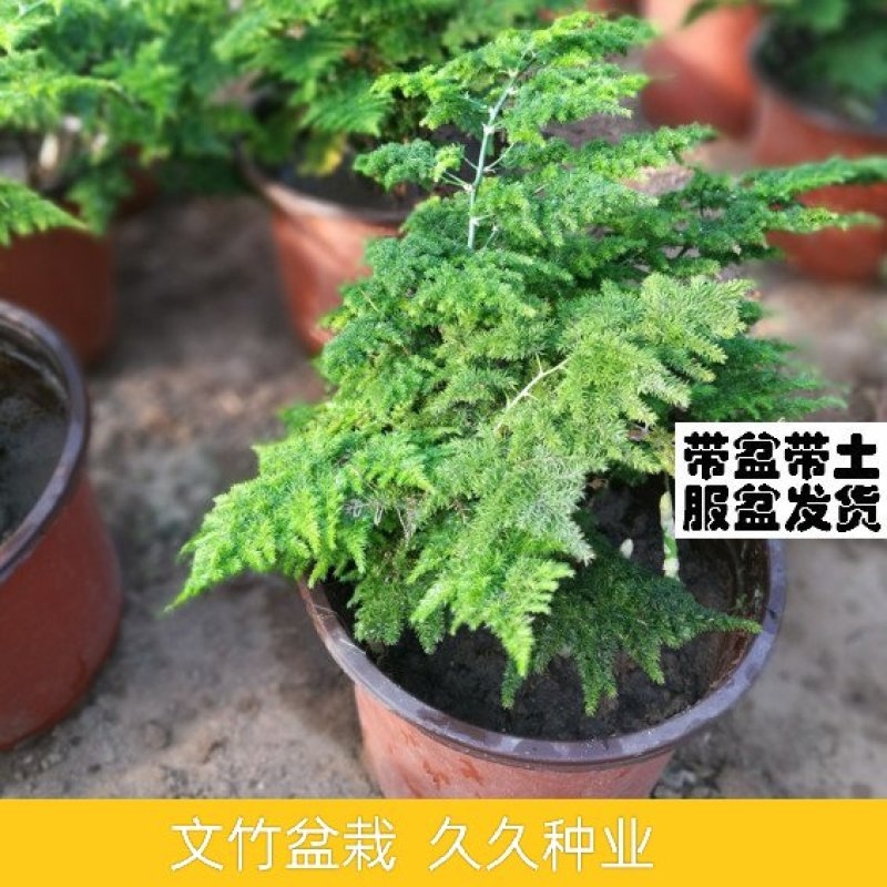 文竹盆栽室内客厅办公室桌面四季常青净化空气盆景小文竹苗