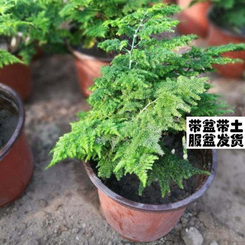 文竹盆栽室内客厅办公室桌面四季常青净化空气盆景小文竹苗