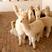 羊驼澳洲羊驼成年草泥马怀孕羊驼观赏幼崽厂家直销大量现货