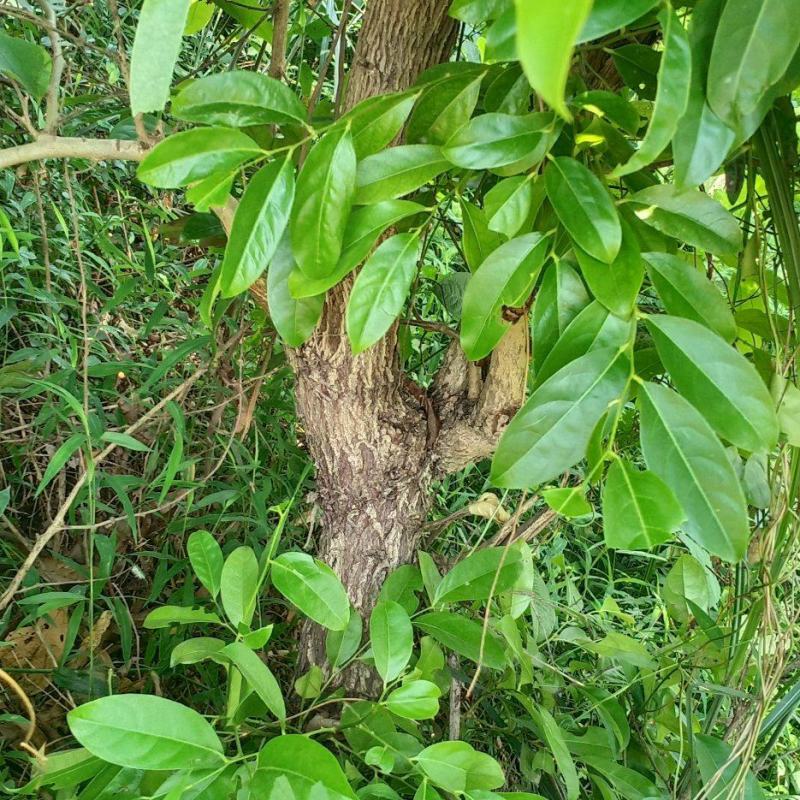 算盘子根算盘子根广西算盘子根径中药材