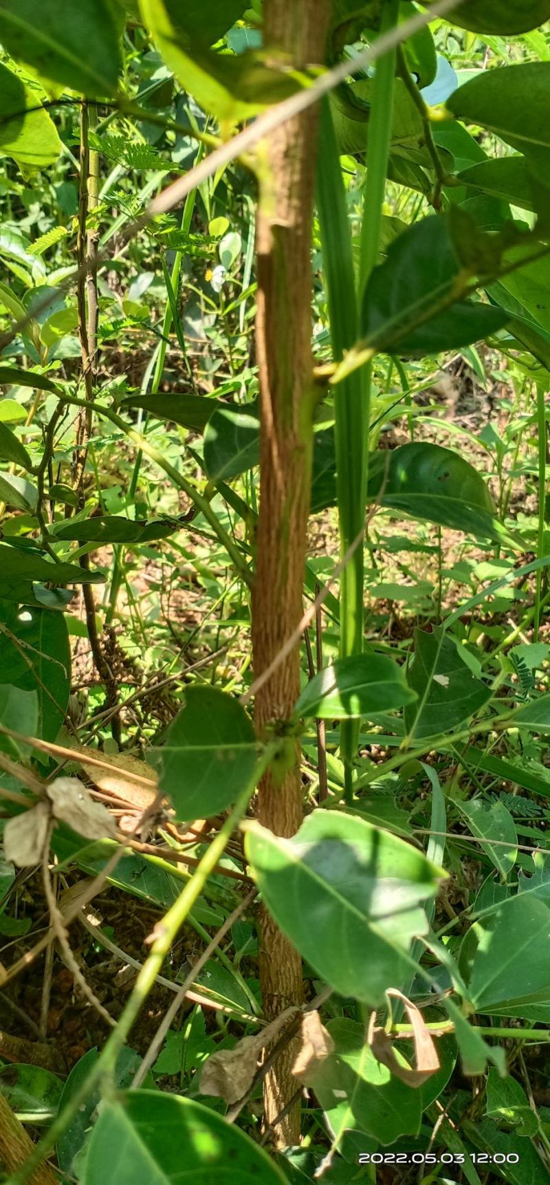 算盘子根算盘子根广西算盘子根径中药材