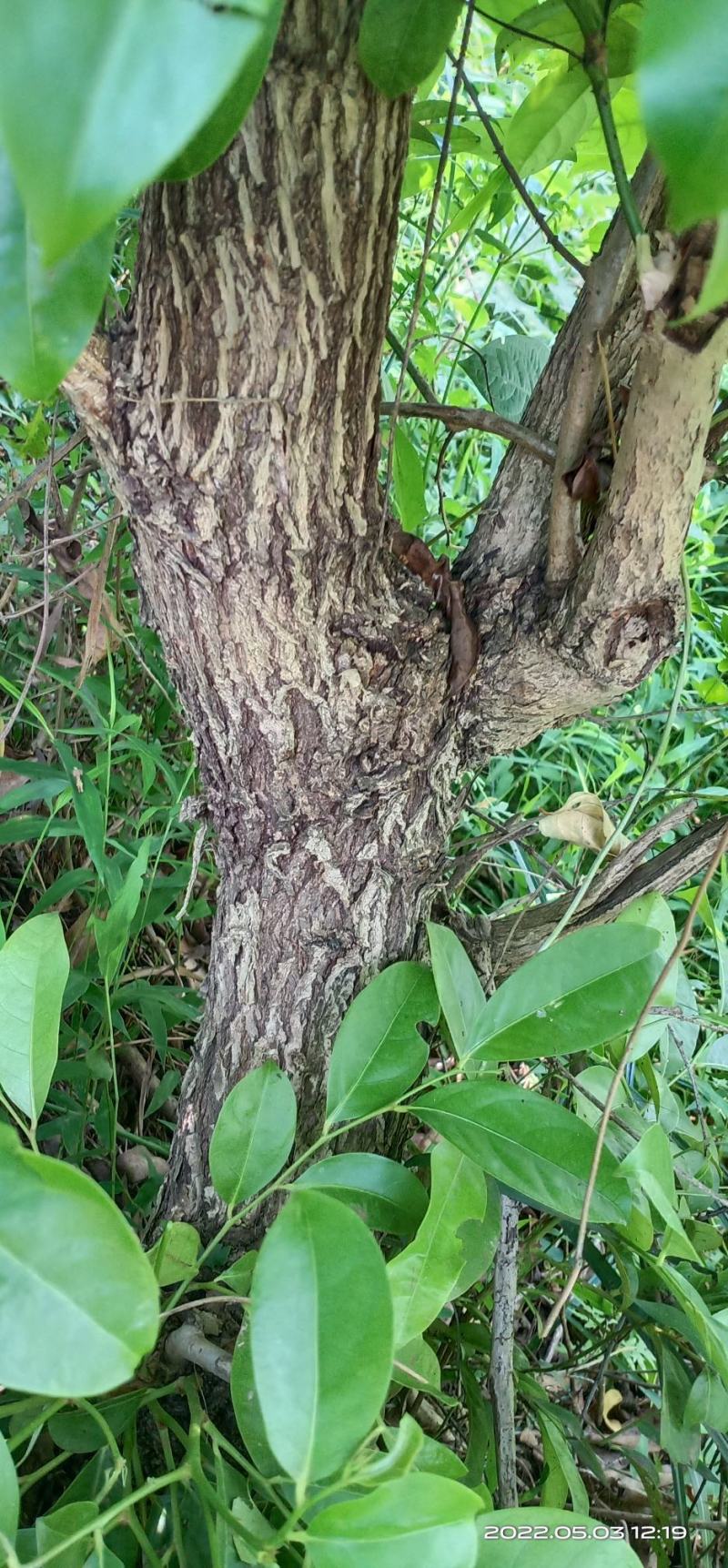 算盘子根算盘子根广西算盘子根径中药材
