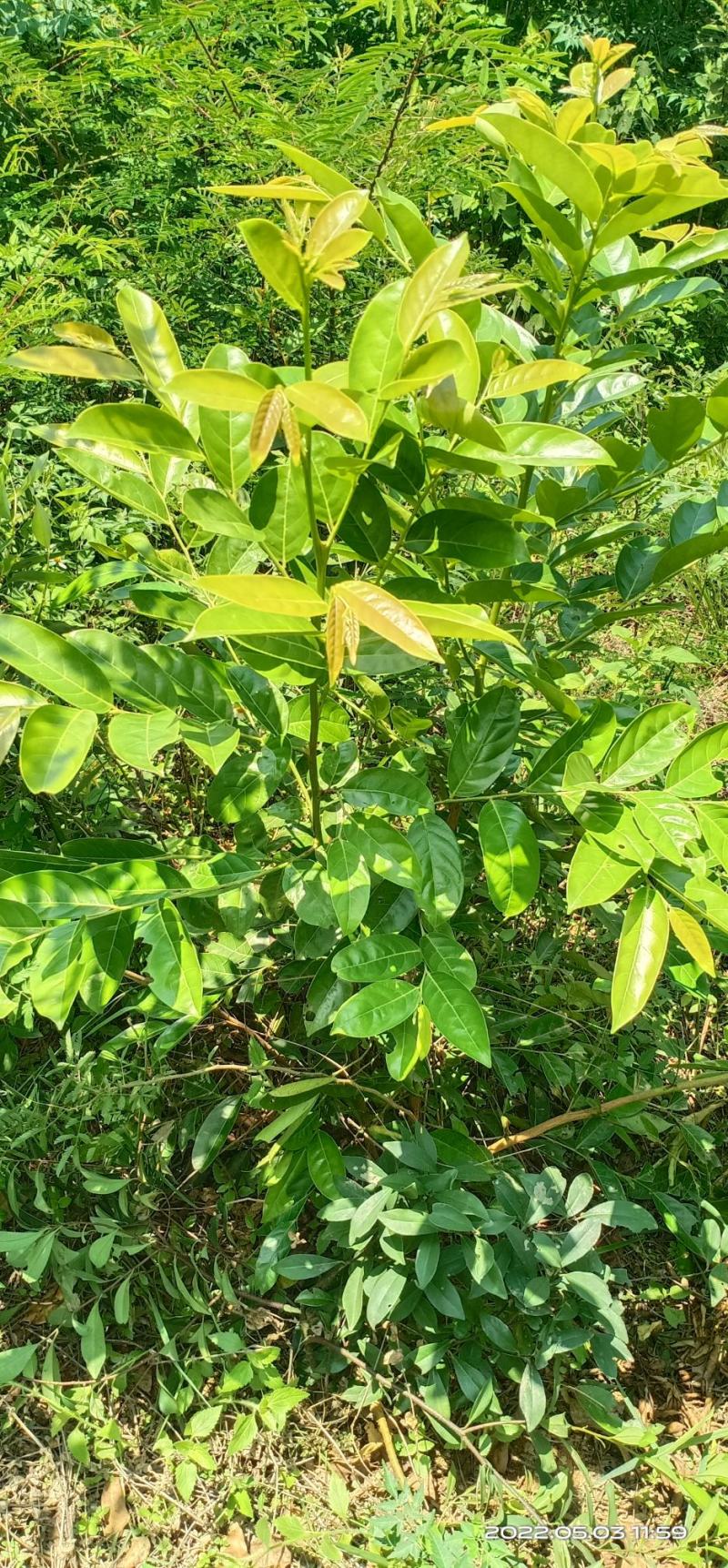 算盘子根算盘子根广西算盘子根径中药材