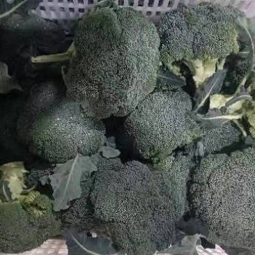 西兰花，质量杠杠的，需要的老客户可提前下