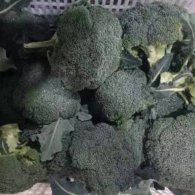 西兰花，质量杠杠的，需要的老客户可提前下