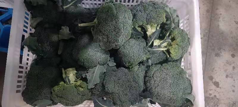 西兰花，质量杠杠的，需要的老客户可提前下