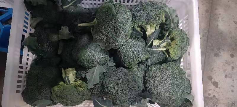 新鲜西兰花花球微观结构图:展示完整未抽薹的食用部分,强调花蕾致密度与茎部脆嫩质地,体现高硫代葡萄糖苷(glucoraphanin)富集特征 西兰花横切面特写,翠绿花球结构清晰,表面覆盖薄层蜡质光泽,可见新鲜嫩茎与紧密未开放花蕾,背景为浅灰实验室台面