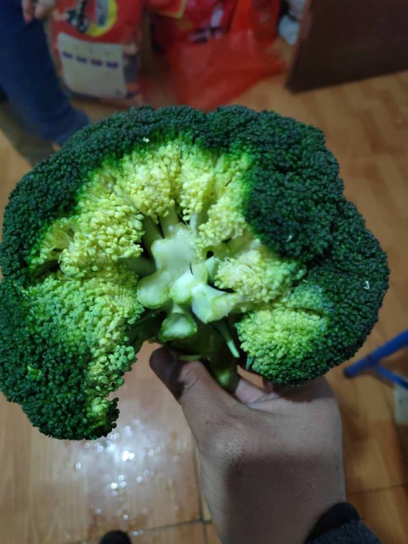 西兰花，质量杠杠的，需要的老客户可提前下