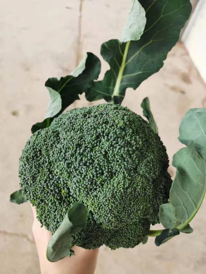 西兰花，质量杠杠的，需要的老客户可提前下
