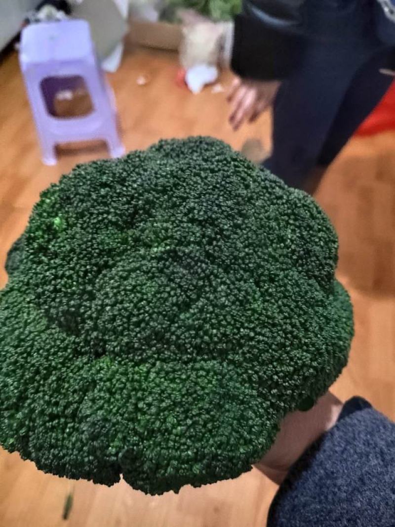 西兰花，质量杠杠的，需要的老客户可提前下
