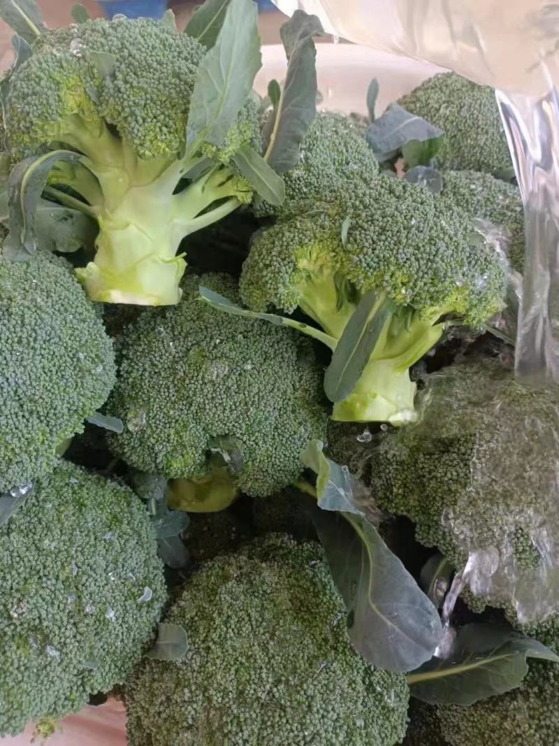 西兰花，质量杠杠的，需要的老客户可提前下