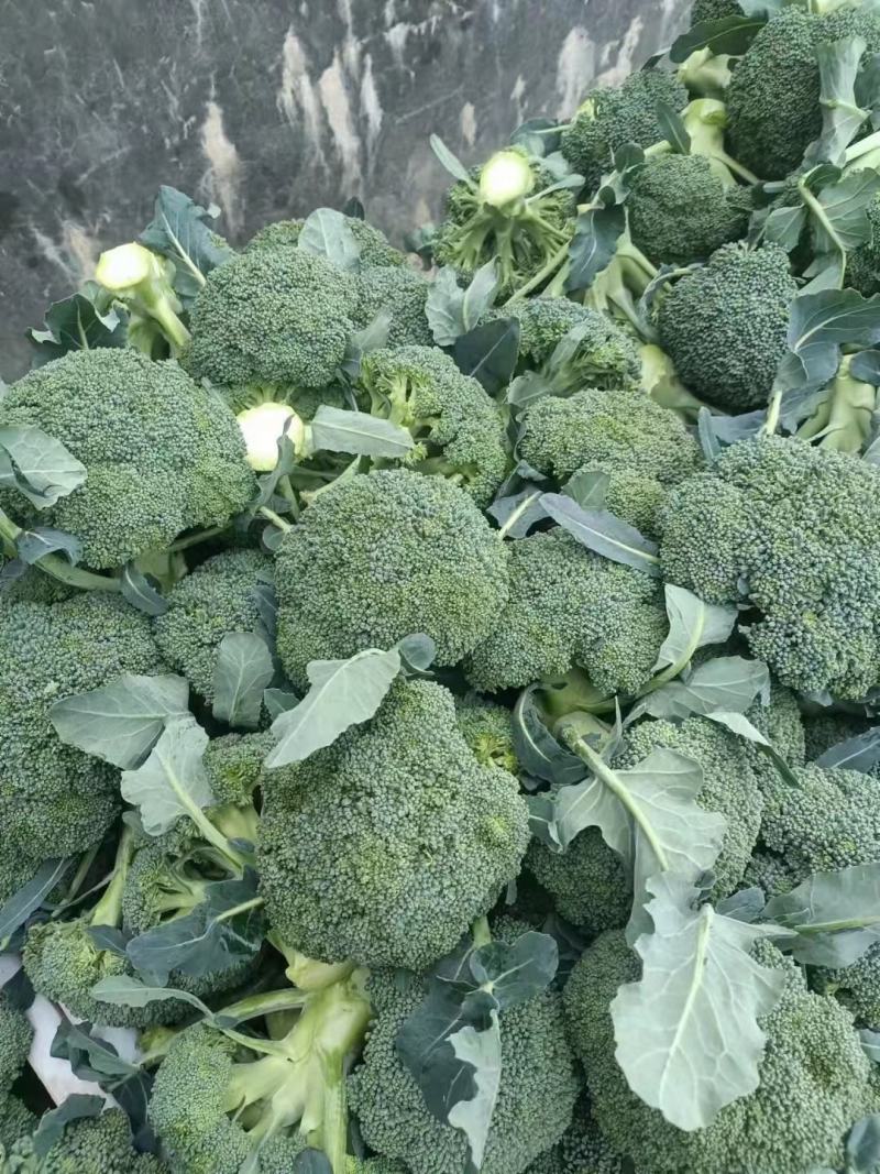 西兰花，质量杠杠的，需要的老客户可提前下