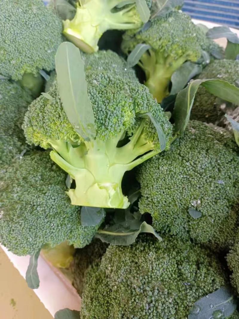 西兰花，质量杠杠的，需要的老客户可提前下