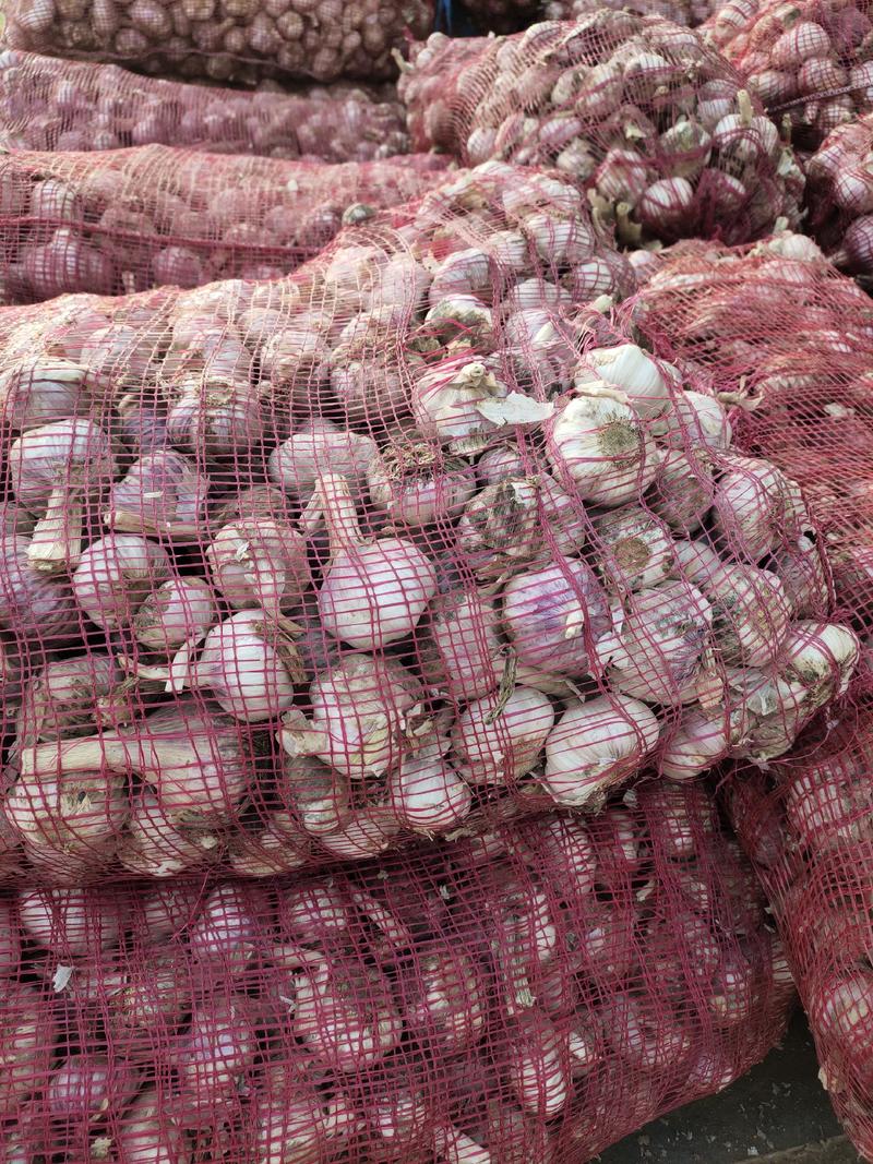 紫皮蒜精品紫皮大蒜，现货供应，基地直发，代收代贮