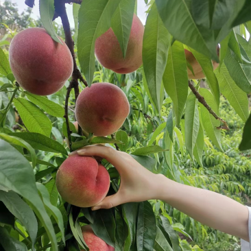 美脆桃🍑又大又甜自家果园，量大从优