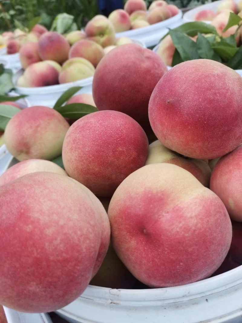 美脆桃🍑又大又甜自家果园，量大从优