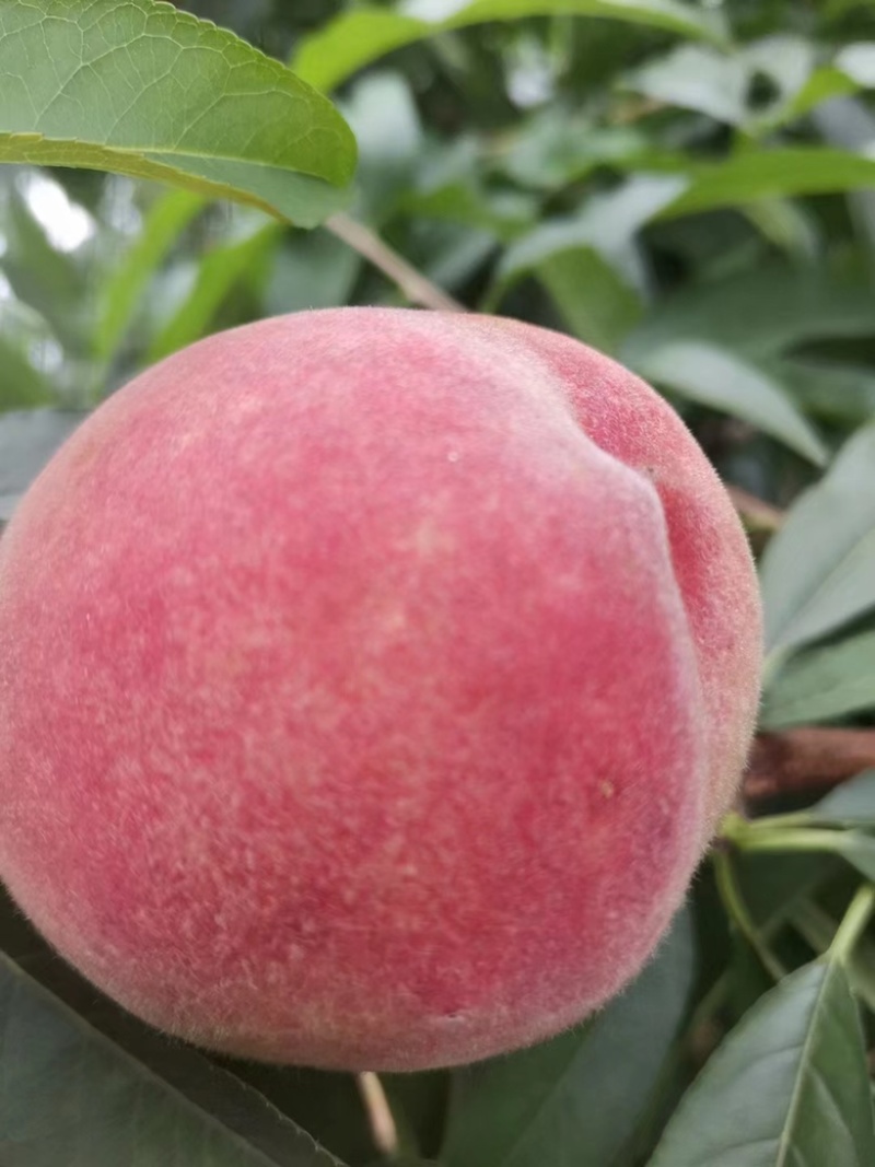 美脆桃🍑又大又甜自家果园，量大从优