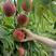 美脆桃🍑又大又甜自家果园，量大从优
