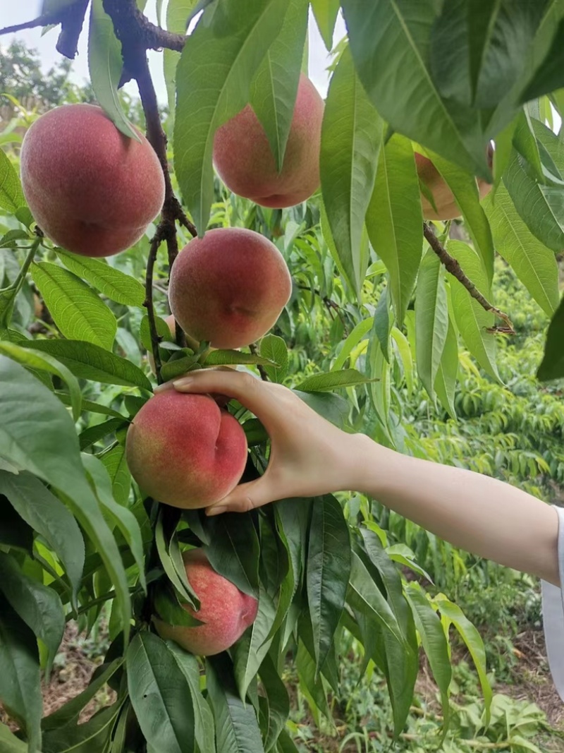 美脆桃🍑又大又甜自家果园，量大从优