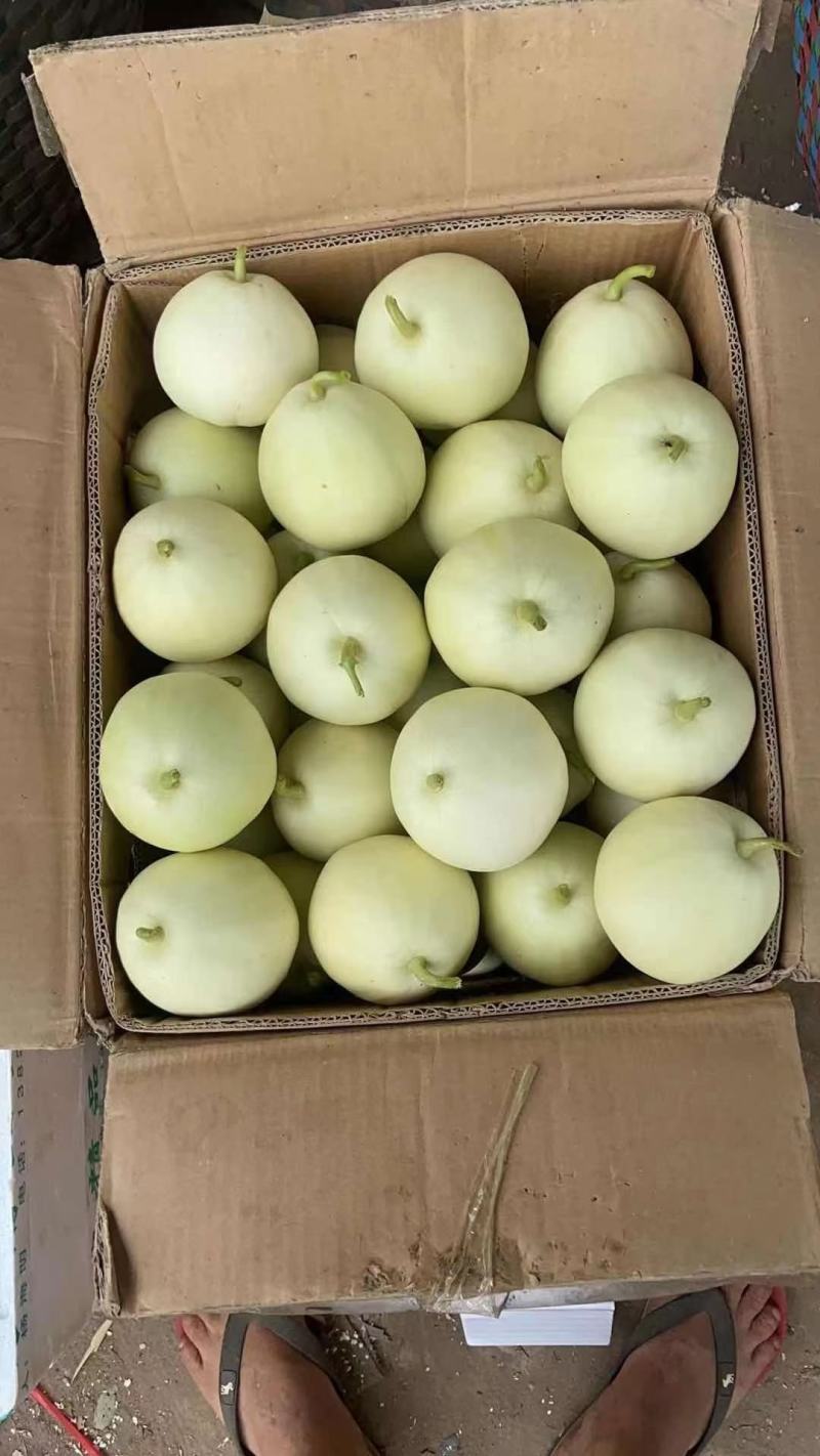 江西甜瓜
