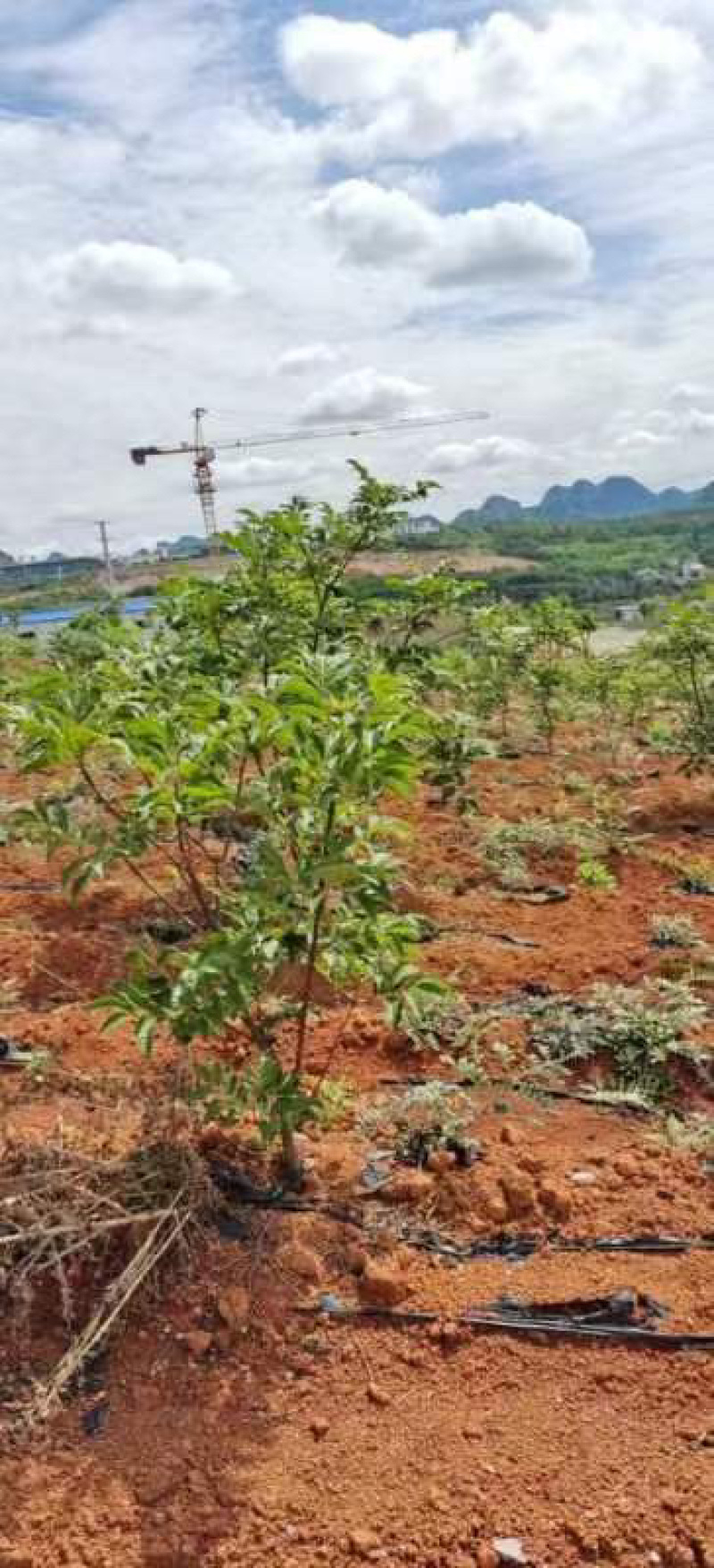 纯野吴茱萸手货源可线上看货欢迎老板采购