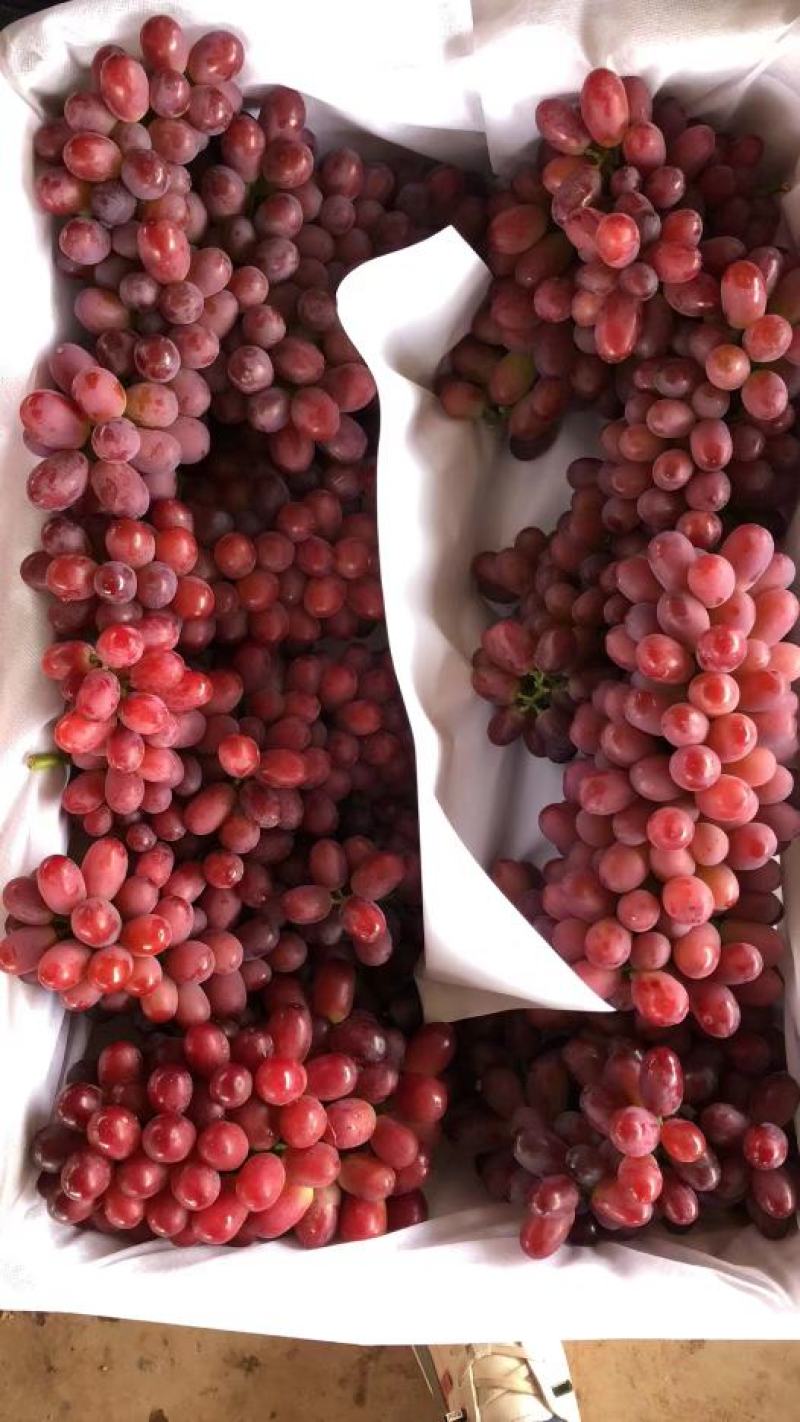 无子提