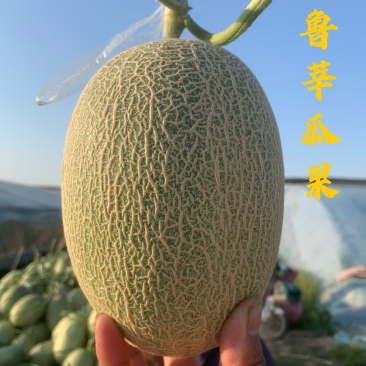 【优选】小蜜25号量大供应一手货源对接电商档口超市