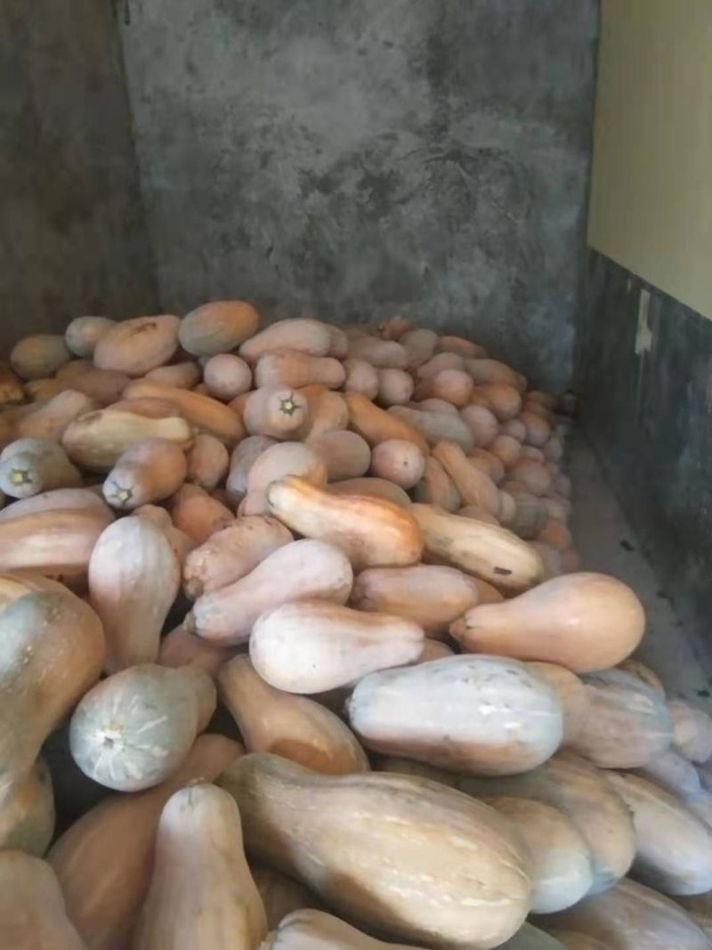 蜜本南瓜