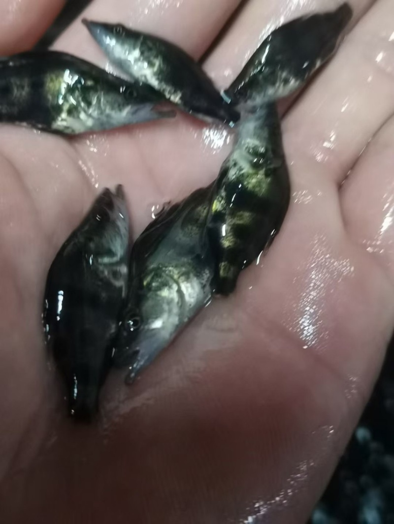 桂花鱼苗鳜鱼场地价格优惠新苗上市