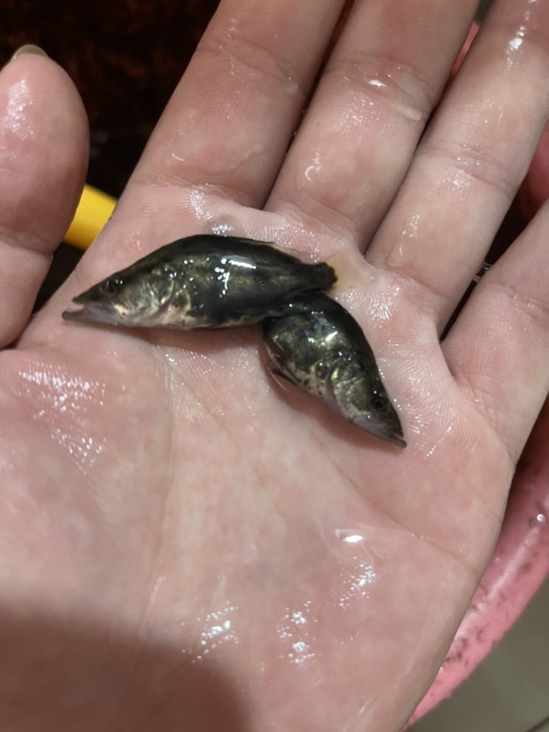 桂花鱼苗鳜鱼场地价格优惠新苗上市