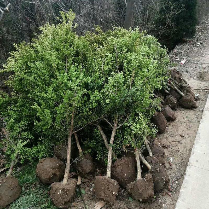 独杆黄杨树苗瓜子黄杨，1-8公分精品黄杨树
