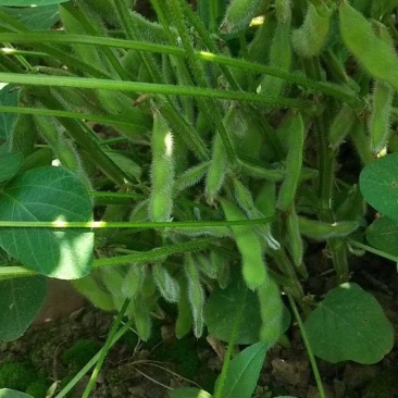 四川眉山毛豆-供货期长5月至11月！【产地货源】每天有货