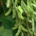 四川眉山毛豆-供货期长5月至11月！【产地货源】每天有货