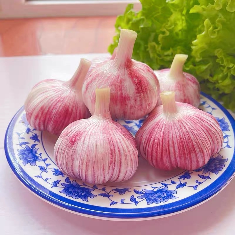 河南大蒜，今年的鲜蒜特大老大老大了很饱满