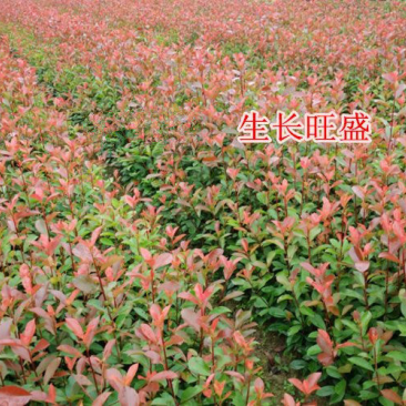 优质红叶石楠各种规格绿化苗木四季常青绿化基地